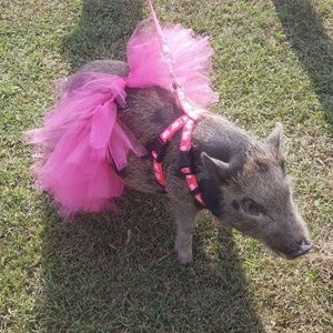 Meet your Posher, Susan